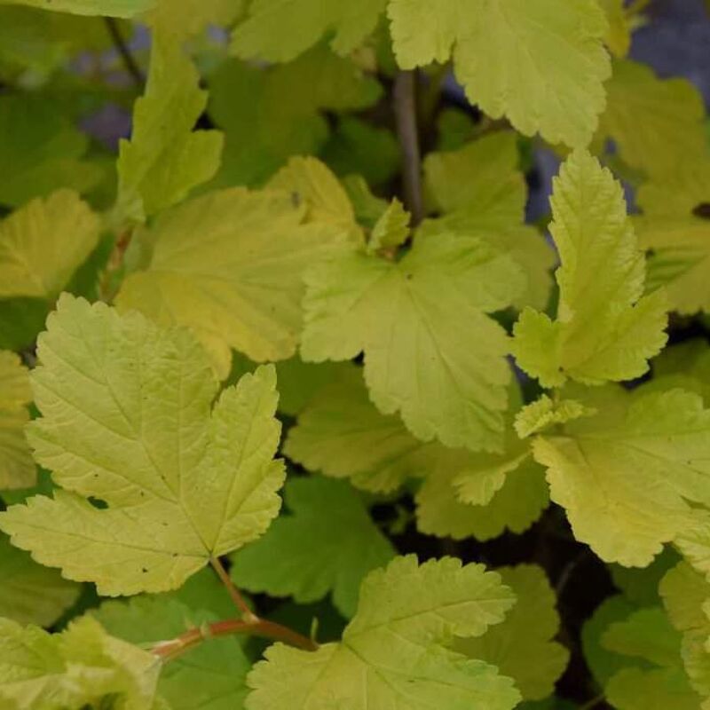 Physocarpus opulifolius 'Dart's Gold' 30-40 cm